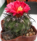 Parodia suprema DP