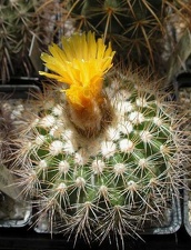 Parodia tredecimcostata Ru FG