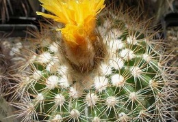 Parodia tredecimcostata Ru FG