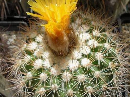 Parodia tredecimcostata Ru FG