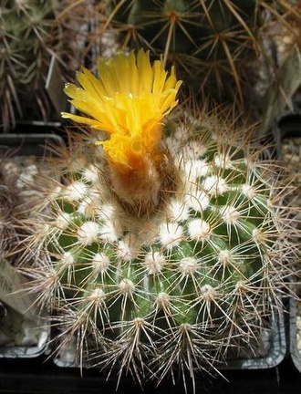 Parodia tredecimcostata Ru FG