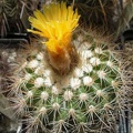 Parodia tredecimcostata Ru FG