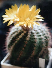 Parodia weberiana