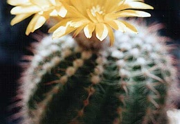 Parodia weberiana