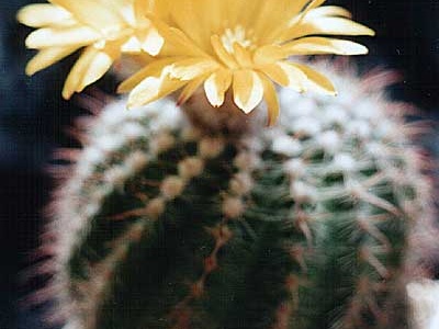Parodia weberiana