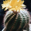 Parodia weberiana
