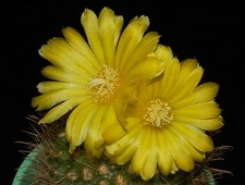 Ph Parodia aurespina VitNat