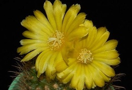 Ph Parodia aurespina VitNat