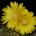Ph Parodia aurespina VitNat