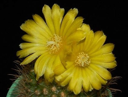 Ph Parodia aurespina VitNat