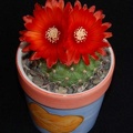 Ph Parodia rubriflora Moksa
