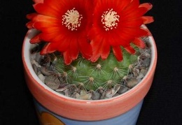 Ph Parodia rubriflora Moksa
