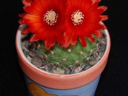 Ph Parodia rubriflora Moksa