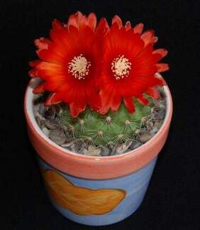 Ph Parodia rubriflora Moksa