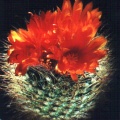 Parodia herzogii