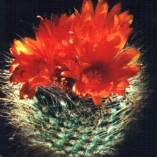 Parodia herzogii