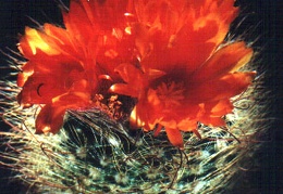 Parodia herzogii