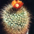 Parodia herzogii