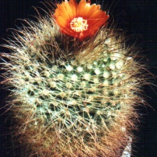Parodia herzogii