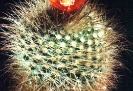 Parodia herzogii