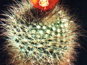 Parodia herzogii