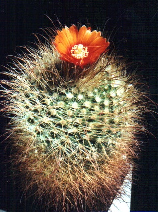 Parodia herzogii