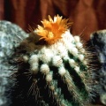 Parodia punae