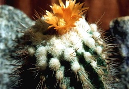 Parodia punae
