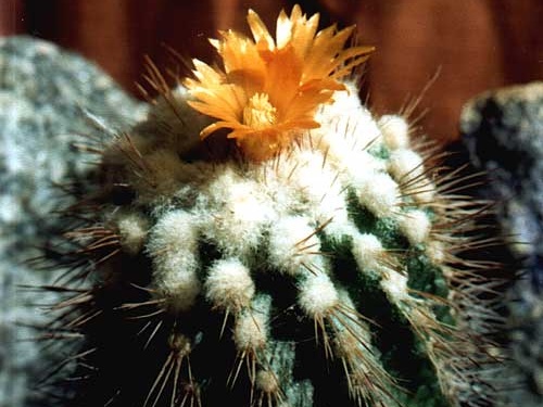 Parodia punae