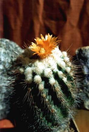 Parodia punae