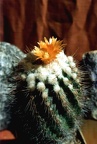 Parodia punae