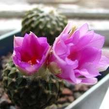 Pelecyphora  Encephalocarpus  strobiliformis 