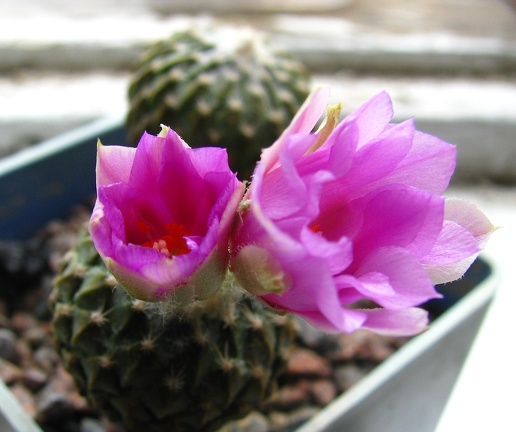 Pelecyphora  Encephalocarpus  strobiliformis 