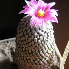 Pelecyphora  Turbinicarpus  pseudopectinata v  rubriflora Navajo FG