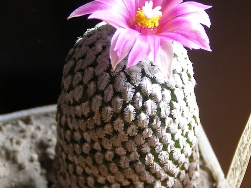 Pelecyphora  Turbinicarpus  pseudopectinata v  rubriflora Navajo FG