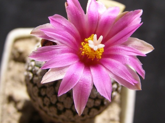 Pelecyphora  Turbinicarpus  pseudopectinata v  rubriflora fl Navajo FG