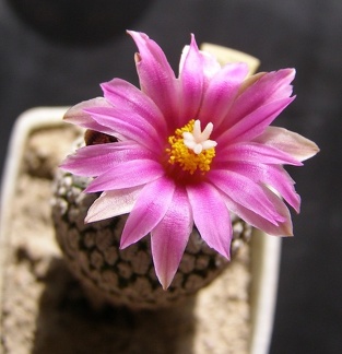 Pelecyphora  Turbinicarpus  pseudopectinata v  rubriflora fl Navajo FG