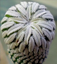 Pelecyphora aselliformis