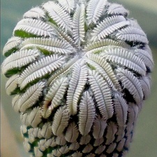 Pelecyphora aselliformis