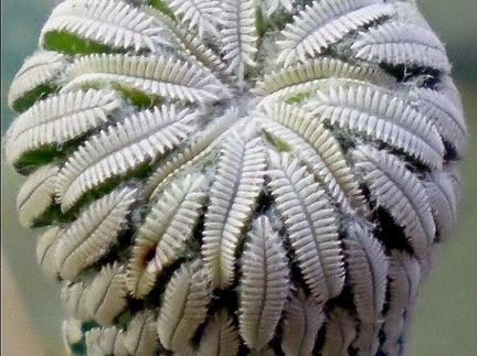 Pelecyphora aselliformis