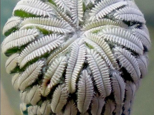 Pelecyphora aselliformis