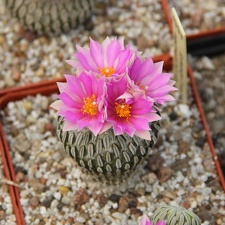 Pelecyphora aselliformis 001