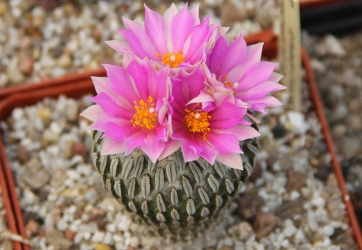 Pelecyphora aselliformis 001