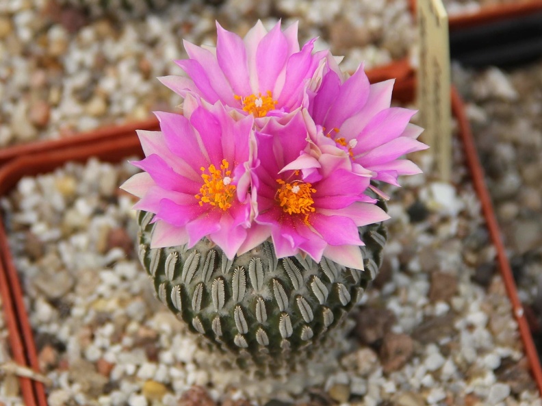 Pelecyphora aselliformis 001