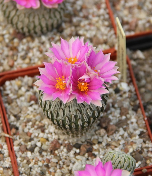 Pelecyphora_aselliformis_001.JPG