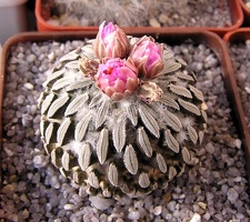 Pelecyphora asseliformis