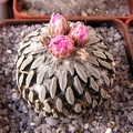 Pelecyphora asseliformis