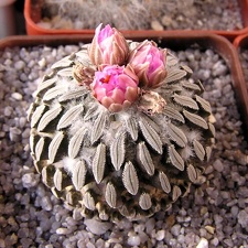 Pelecyphora asseliformis