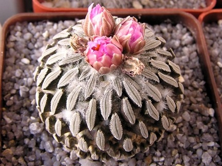 Pelecyphora asseliformis