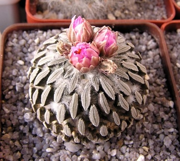 Pelecyphora asseliformis